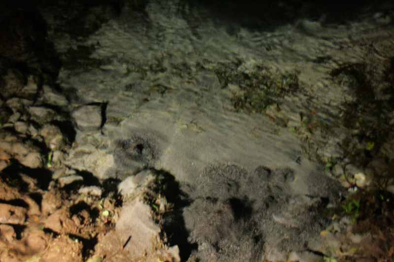 Nieuw-Zeeland 2011 - 0662